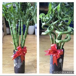 Lucky Bamboo Plants Cay Phat Tai