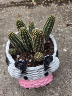Peanut Cactus.Cactus.