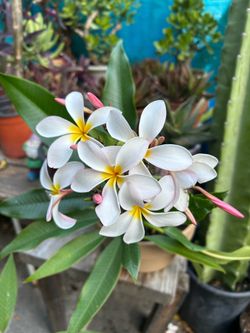 Plants hawaiana