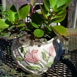 Live PLANTS in Ceramic FLORAL Planter 