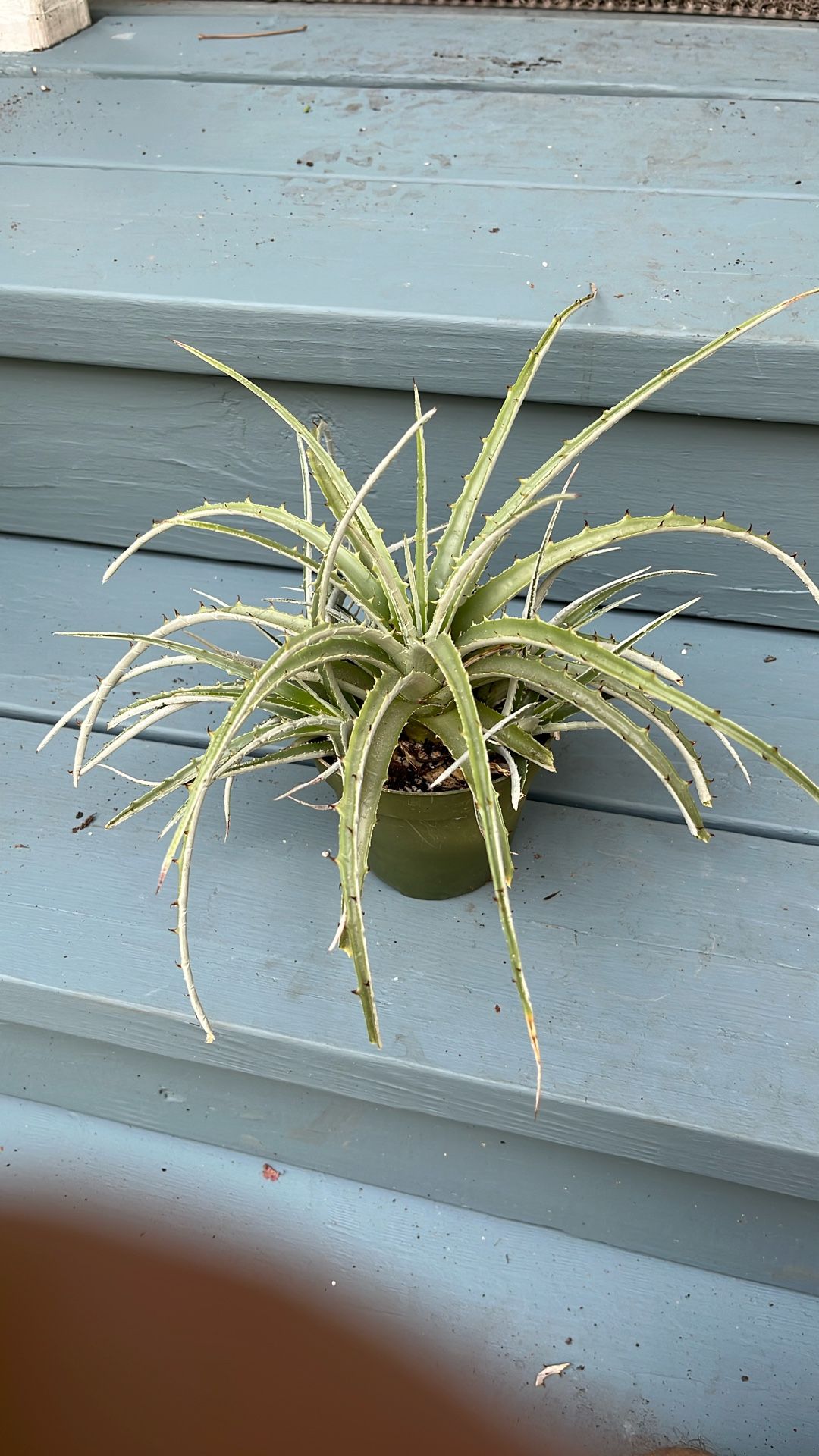 Hechtia Texensis.  False Texas Agave.