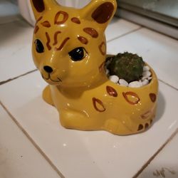 Ceramic Planter with Succulent