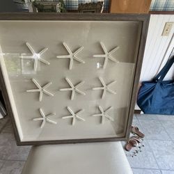 Starfish Picture Real Starfish