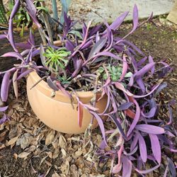 Large Pot.  About 3 Types Of Suculets In Pick Up 