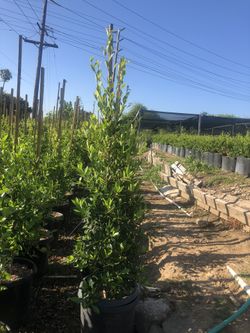 ficus nitida trees 🌳