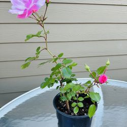 Rose Plants 