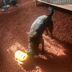 Large Orange Shag Rug/Carpet