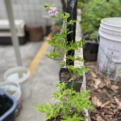 Citronera Es Buena Para Los Zancudos 