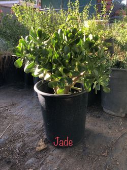 Jade bush , many other succulents and drought tolerant *