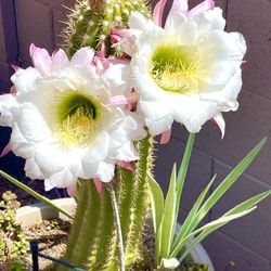 Golden Torch Cactus & Agave Plants
