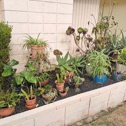 Outdoor Potted Plants Sale