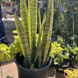 Snake Plants and a bonus of Oregano