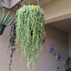 Long Strings of Turtles Plant $38