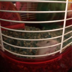 Vendo Mi Teléfono. 11 Pro Liberado Solo No Para T Mobil