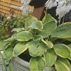 Two Large White Containers With These Two Plants Inside 