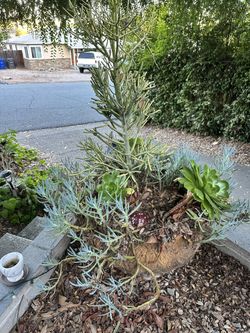 Large Succulent Arrangement- 40-50 Gallon 