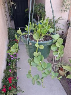 Peperomia HOPE Plant $25