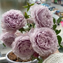 Japanese Roses live plants 2 gallons 蜻蜓