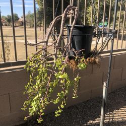 Elephant Bush Plant 