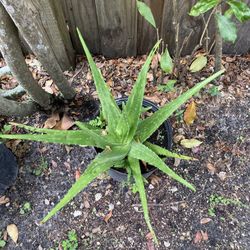 Aloe Vera Succulents And Snake Plants