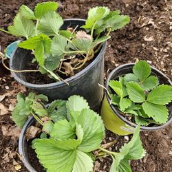Strawberry Plants $2.00 Each