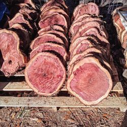 Cedar Wood Slabs