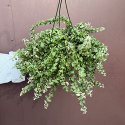 6” Curly Lipstick Plant 