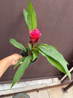 siam tulips