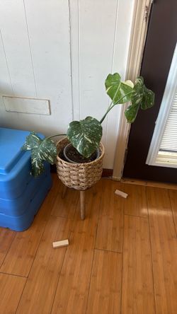 Small monstera thai plant with pot