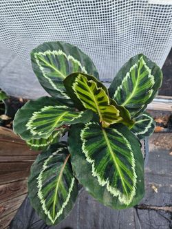 Calathea 'Medallion' in 6" pot live
