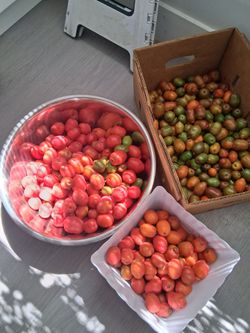 Ciruelas