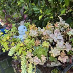 Gorgeous Succulent Arrangement 