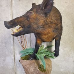 Half Body Boar Mount