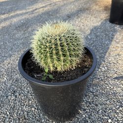 Golden Barrel Cactus