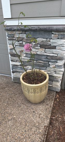 Large Ceramic Pot (has pink rose planted)