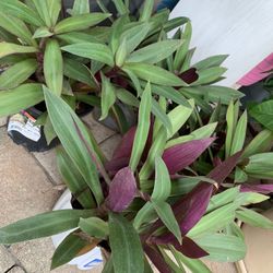 BOAT LILY PLANTS 🌱 