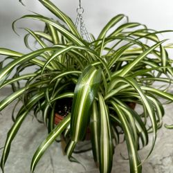  Spider Plant 🪴 Hanging Pot