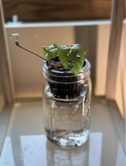 Monstera Adansonii “Monkey Mask Plant” in Recycled Hydroponic (Self-Watering) Planter