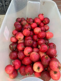 Pomegranates