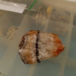 Multicolored Calcite Crystal 