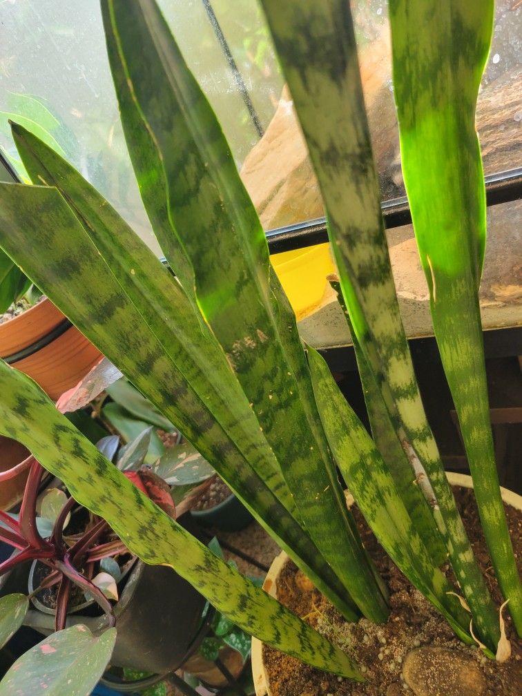 Snake Plant