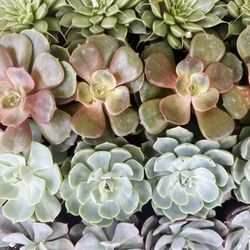 2 Echeveria Succulents 