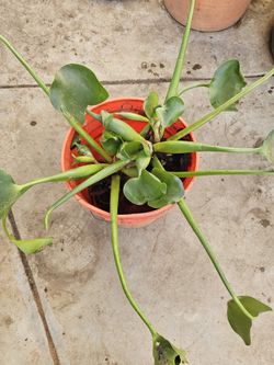 Giant Water Hyacinth Plants  🪻 