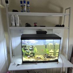 Fish Tank With Live Fish