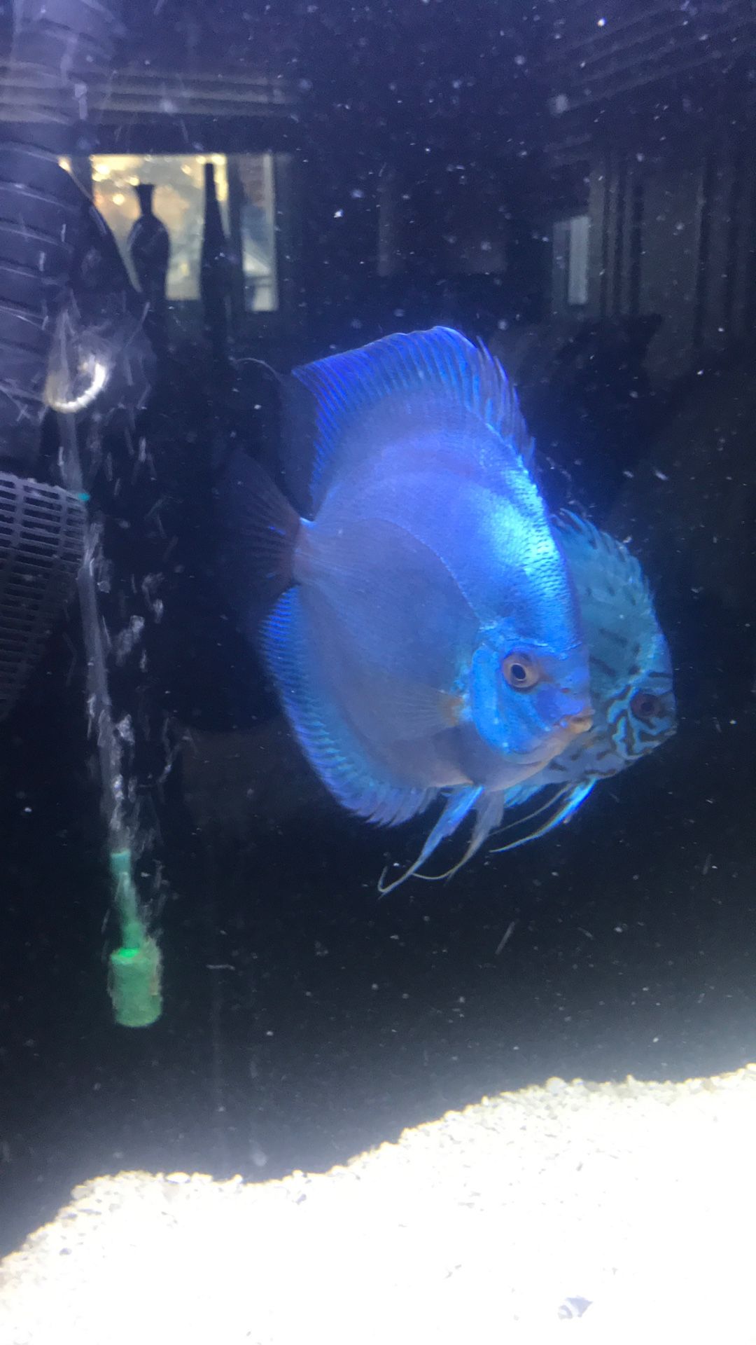 Discus