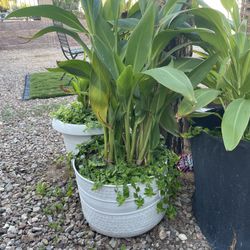 Canna Lily Plants And Tradescantia Plant