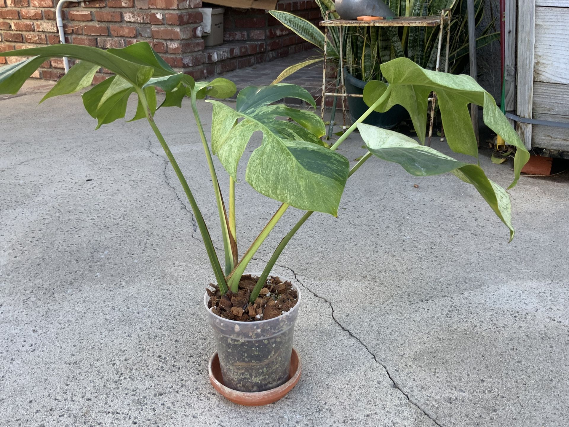 Monstera Deliciosa x Borsigiana Mint Variegated Rooted