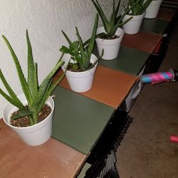 Aloe Plants 