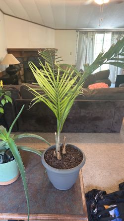 Royal palm