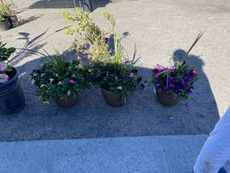 Plants